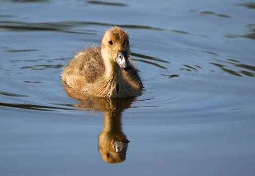 Picture of a baby mallard duck in the water