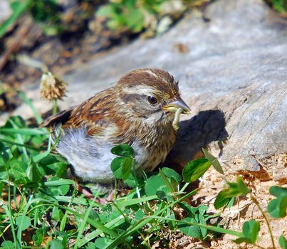 Picture of a Chipping Sparrow eating