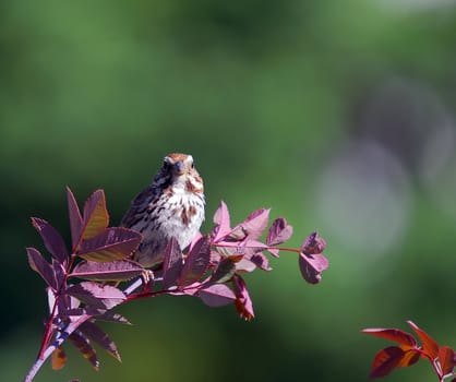 Picture of a Chipping Sparrow eating