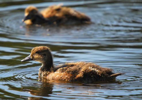 Picture of a baby mallard duck in the water