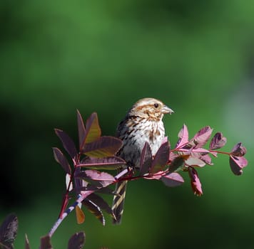 Picture of a Chipping Sparrow eating