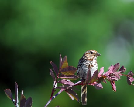 Picture of a Chipping Sparrow eating