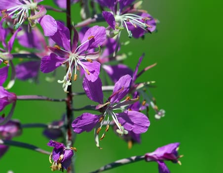 Macro of purple wild flowers (fireweed) with a green background