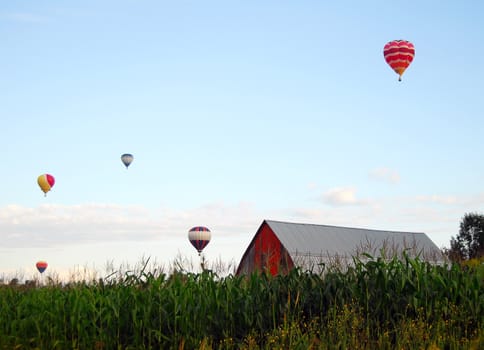 Hot Air Balloons over a corn field