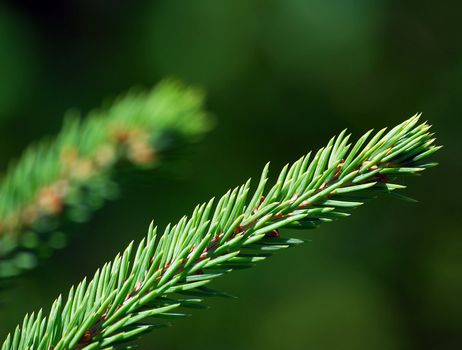 A macro of an evergreen branch with it's needles