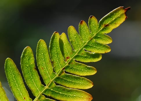 Macro of a green fern leave