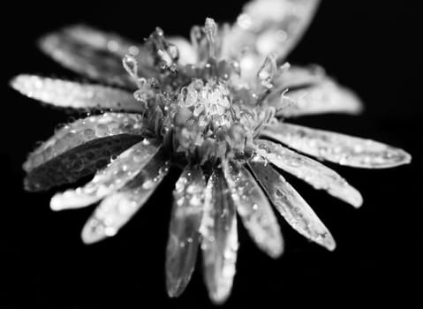 Macro of a flower covered with dew (B&W)