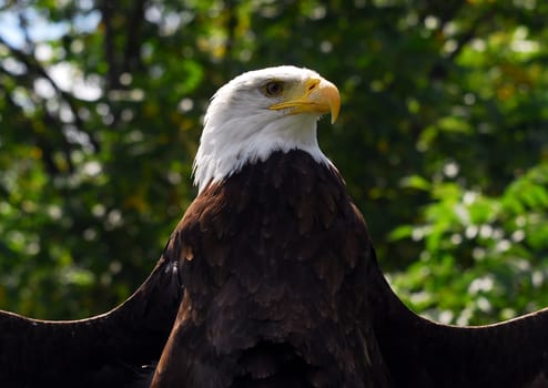 Portrait of an American Bald Eagle