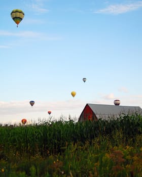 Hot Air Balloons over a corn field