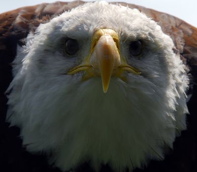 Portrait of an American Bald Eagle