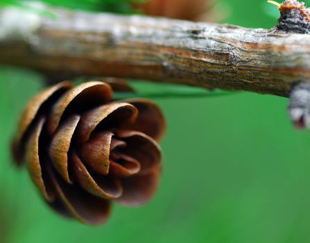 Macro of a small pine cone