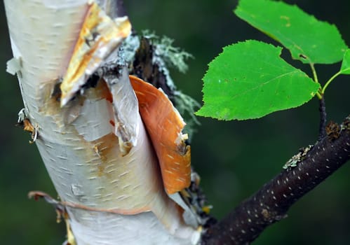 Closeup of the bark of a birch tree