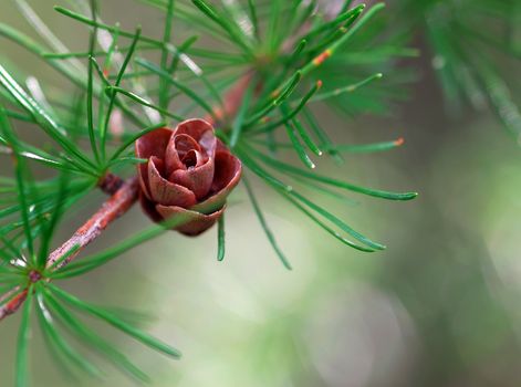 Macro of a small pine cone