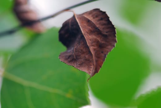 Some dead leaves stil on their branch