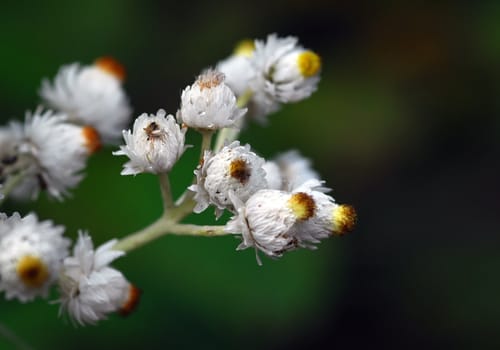 Macro of a bunch of small white wild flowers