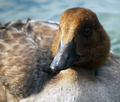 Closeup portrait of a duck