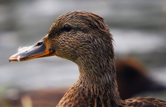 Closeup portrait of a duck