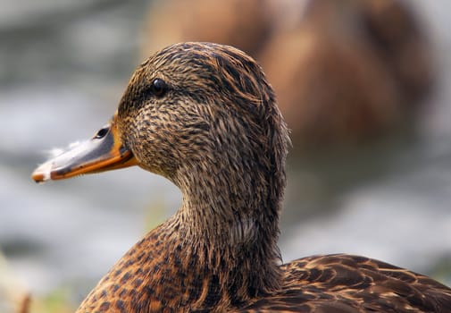 Closeup portrait of a duck