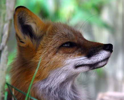 Closeup portrait of a Red Fox