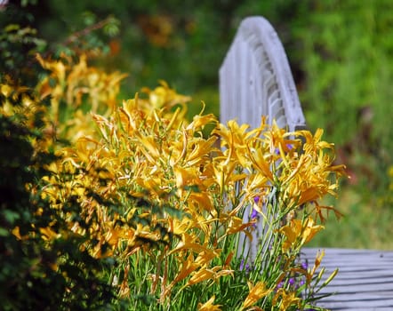 Beautiful yellow flowers beside a foot bridge