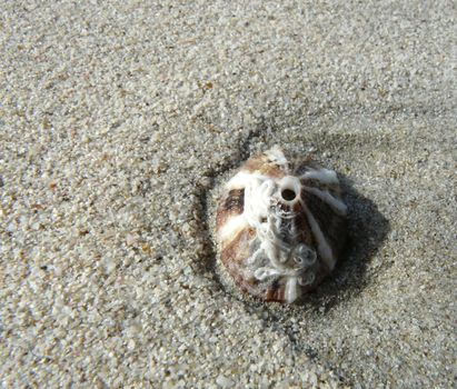 Seashell on the sand