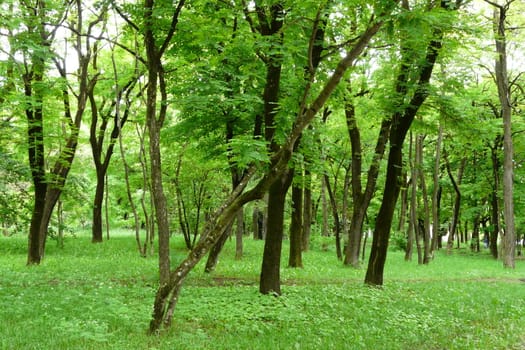 Green trees in the park