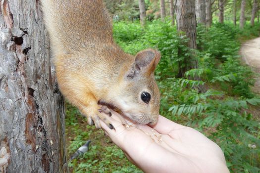 Squirrel eating something from person`s hand