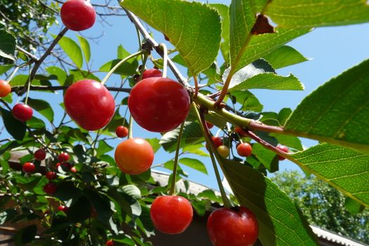 Cherries on the cherry tree
