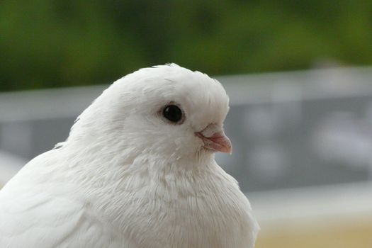 Head of white pigeon