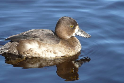 duck in the water