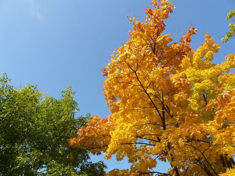 maple in autumn