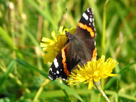 Butterfly on the flower