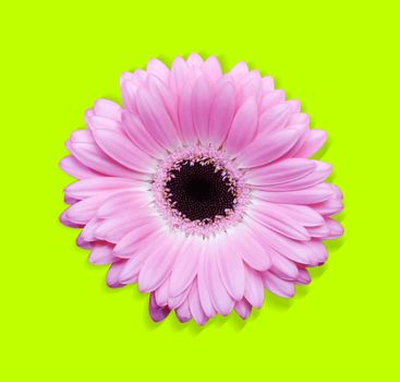 Beautiful Pink Gerbera flower isolated with clipping path
