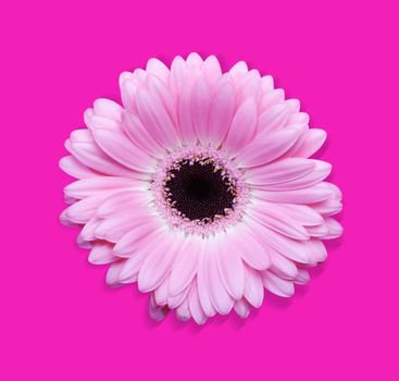 Beautiful Pink Gerbera flower isolated with clipping path