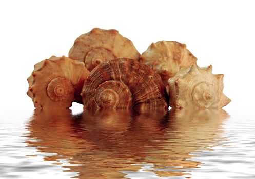 closeup of five sea shell in water with reflections