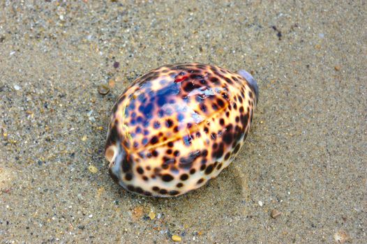 seashell over wet sand