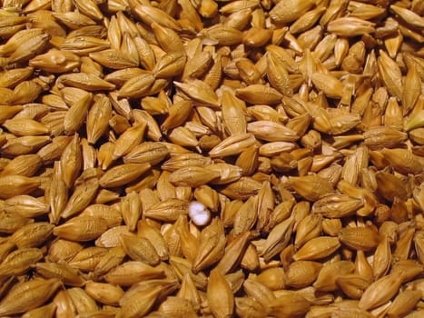 Barley grains close up background
