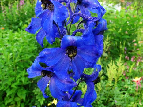 Delphinium  beutiful flover close up