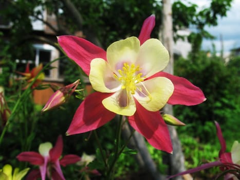 Aquilegia beutiful flover close up