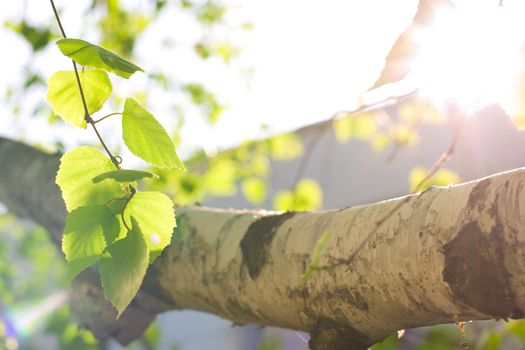 Spring birch leaves under sun beams