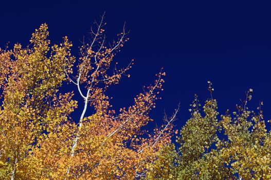 Colorful Aspen Pines Against Deep Blue Sky