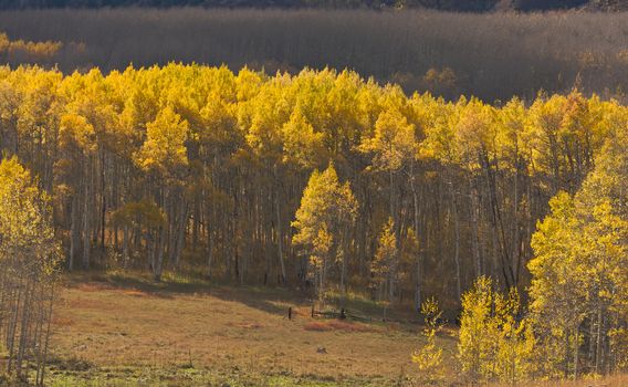 Aspen Pines Changing Color Before Winter