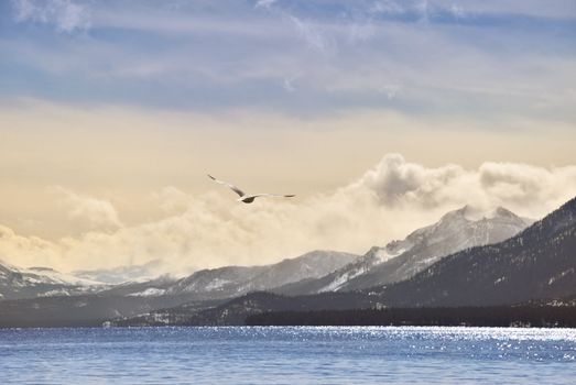 Focus on a seagull flying over lake Tahoe in winter, against slightly blurred landscape.