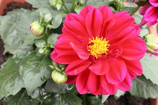 Red dahlia against the softly muted shades of the leaves