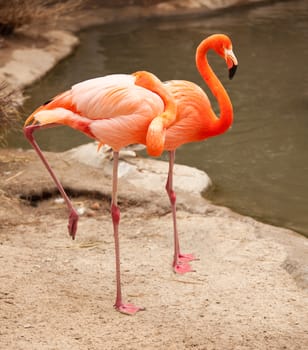Beautiful Flamingo Couple Rest at the Side of The Water.