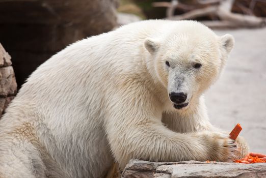 Beautiful Majestic White Polar Bear Eating Carrots.