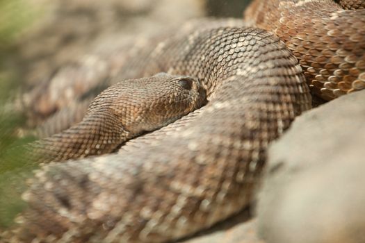 Western Diamondback Rattlesnake Resting in the Warm Sun.