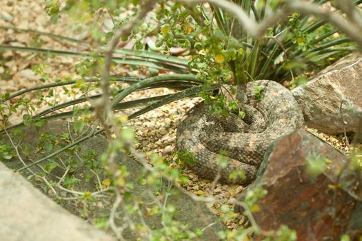 Western Diamondback Rattlesnake Resting in the Warm Sun.