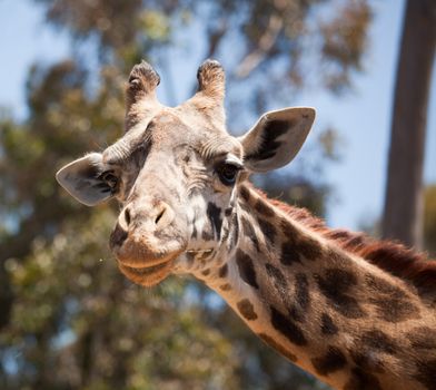 Close-up of a Majestic Giraffe Head with Narrow Depth of Field.