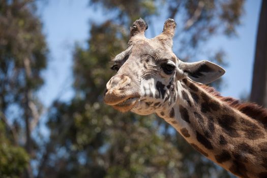 Close-up of a Majestic Giraffe Head with Narrow Depth of Field.